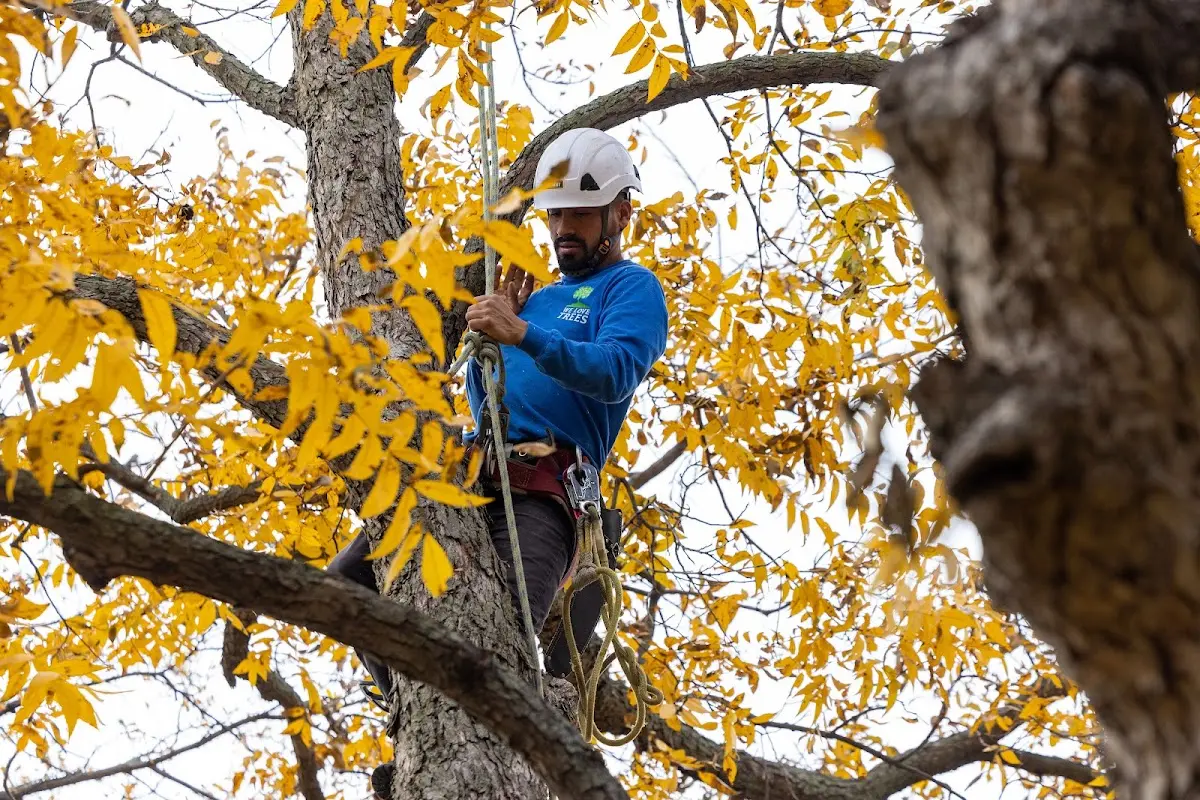 Skilled Tree Pruning crew working in Randolph